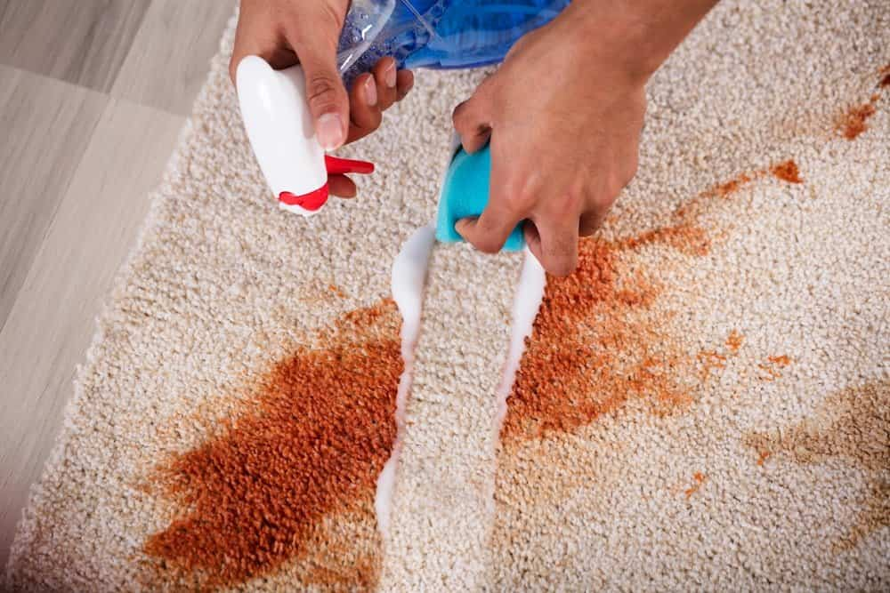 Homemade carpet cleaner solution with bleach diy